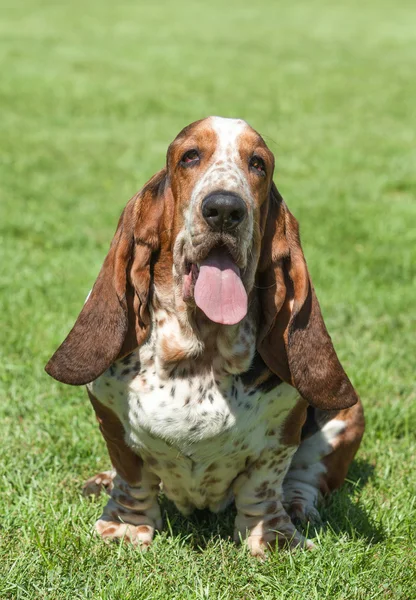 Portréja egy fajtiszta basset hound, a zöld fű — Stock Fotó