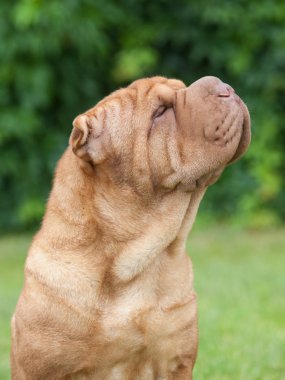 Bir safkan köpek Çin Shar-Pei yeşil backgrou portresi