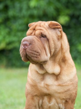 Portrait of a purebred  dog Chinese Shar-Pei on a green backgrou clipart