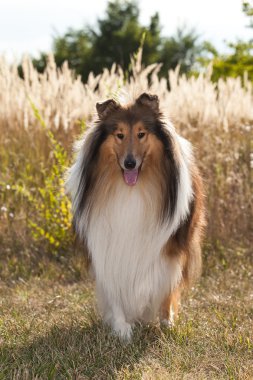 Safkan köpek Rough Collie portresi.