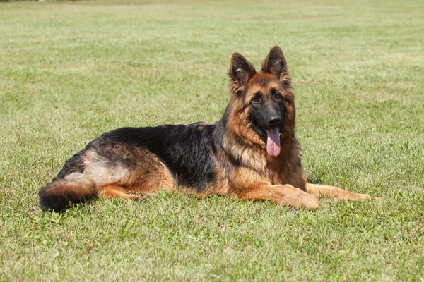 Retrato de um cão pastor alemão de raça pura em um fundo verde — Fotografia de Stock