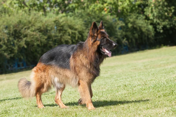 Porträtt av en renrasig Schäfer på en grön bak — Stockfoto