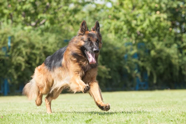 Bir safkan Alman çoban köpeği üzerinde yeşil bir adam portresi — Stok fotoğraf