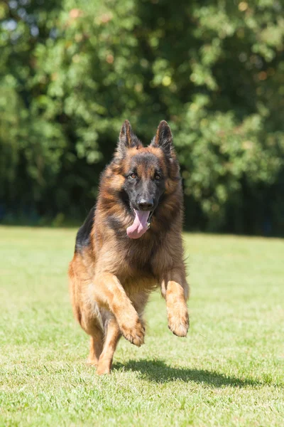 Portret van een rasechte Duitse herder op een groene pagina — Stockfoto