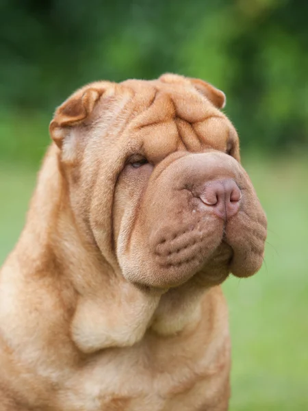 Portrait of a purebred  dog Chinese Shar-Pei on a green backgrou — Stock Photo, Image