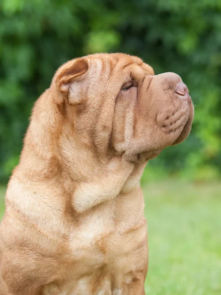 Portrait of a purebred  dog Chinese Shar-Pei on a green backgrou — Stock Photo, Image