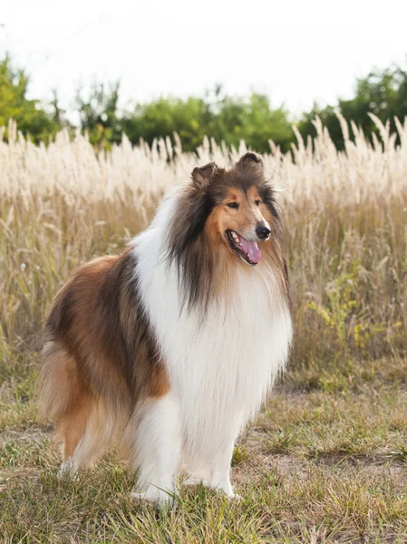 Porträtt av purebred hund långhårig Collie. — Stockfoto