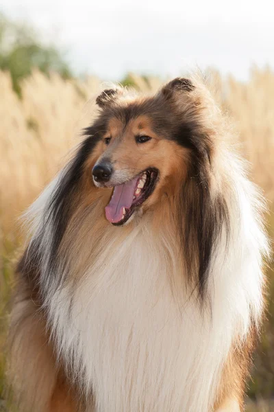 Retrato de cão de raça pura Rough Collie . — Fotografia de Stock