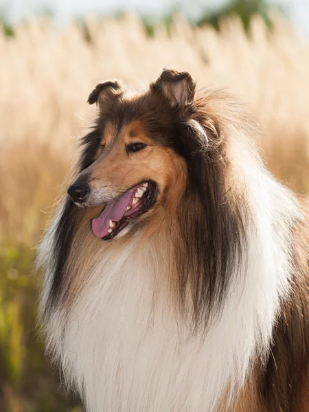 Retrato de perro de raza pura Rough Collie . — Foto de Stock