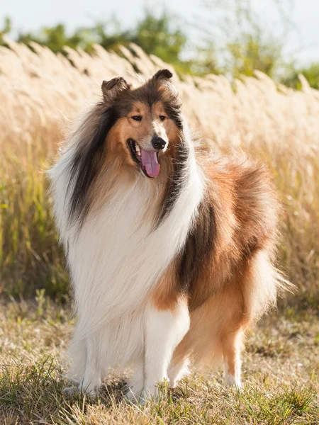 Portrait of purebred dog Rough Collie. — Stock Photo, Image