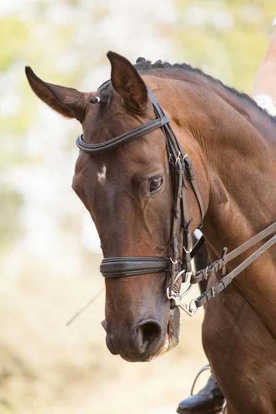 Porträtt av en sport brun häst. Rider på en häst. Fullblod häst. — Stockfoto