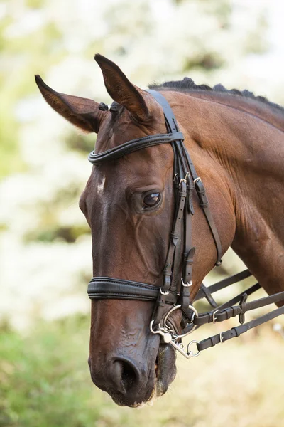 Portret konia sportowego brązowy. Jazda na koniu. Rasowy koń. — Zdjęcie stockowe