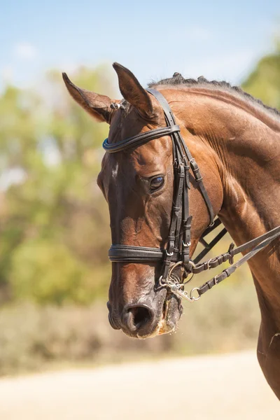 Portret konia sportowego brązowy. Jazda na koniu. Rasowy koń. — Zdjęcie stockowe