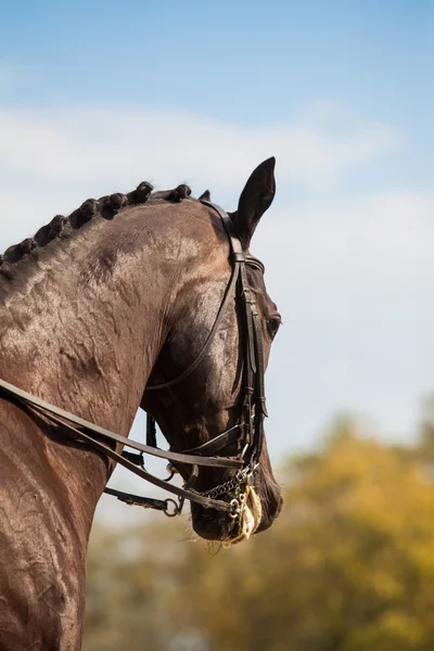 Portrait of a sports brown horse. Riding on a horse. Thoroughbred horse. — Stock Photo, Image