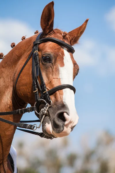 Retrato de um cavalo marrom de esportes. Andar a cavalo. Cavalo puro sangue . — Fotografia de Stock