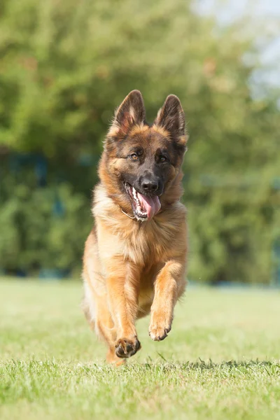 一条纯种德国牧羊犬在绿色背景上的肖像 免版税图库照片