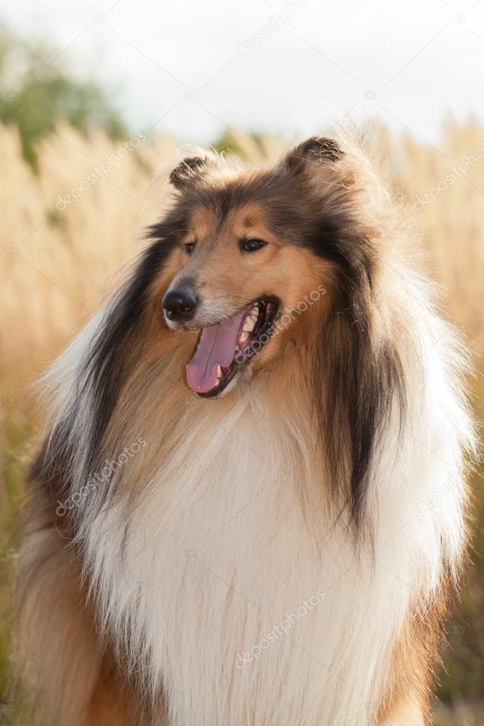 Portrait of purebred dog Rough Collie.
