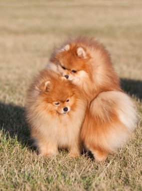parkta oynayan iki pomeranian