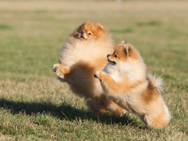 parkta oynayan iki pomeranian