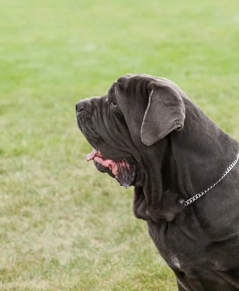 Porträtt av purebred hund napolitansk Mastiff på gröna bak — Stockfoto