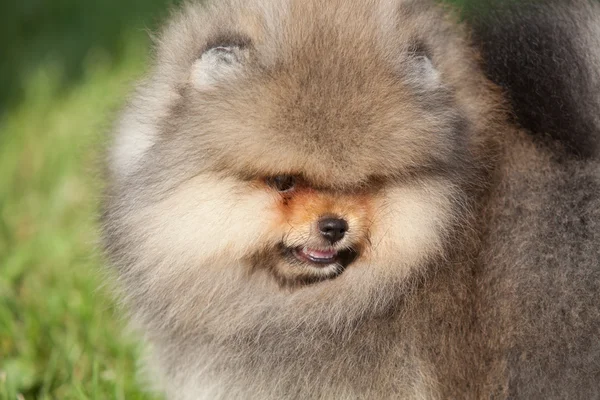 Small puppy on the green grass — Stock Photo, Image