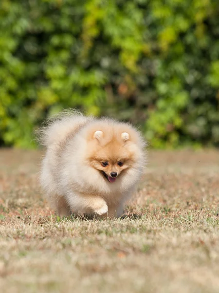 Petit chiot sur l'herbe verte — Photo