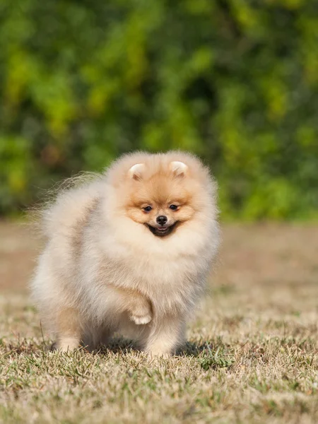 Yeşil çimenlerin üzerinde küçük köpek yavrusu — Stok fotoğraf