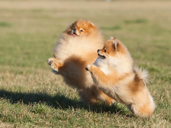 Dois Pomeranian jogando no parque — Fotografia de Stock