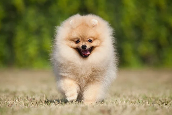 Small puppy on the green grass Royalty Free Stock Images