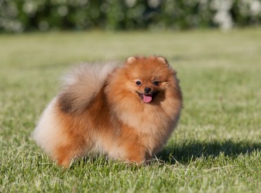Pomeranian Spitz Parkta