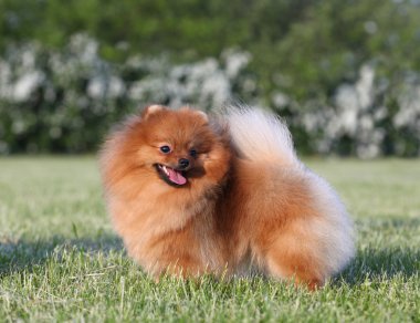 Pomeranian Spitz Parkta