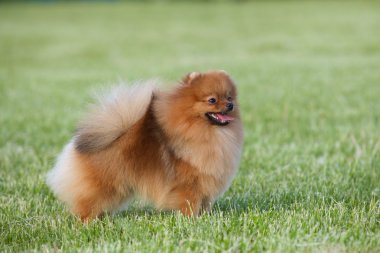 Pomeranian Spitz Parkta
