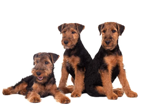 Trois chiens Welsh Terrier sur fond blanc — Photo