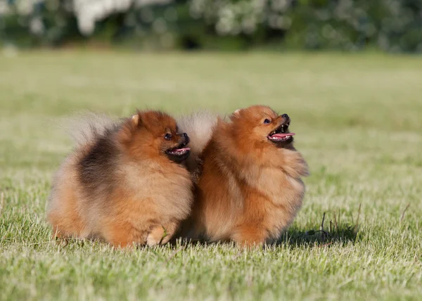 Dvou Pomeranian spitz hrál v parku — Stock fotografie