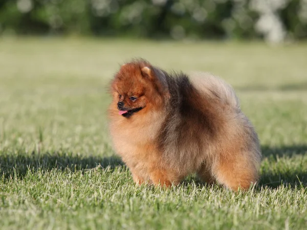 Pomeranian spitz w parku — Zdjęcie stockowe