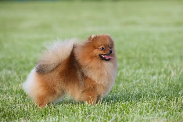 Pomeranian spitz v parku — Stock fotografie