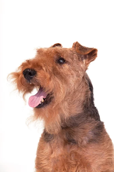 Welsh Terrier pada latar belakang putih — Stok Foto