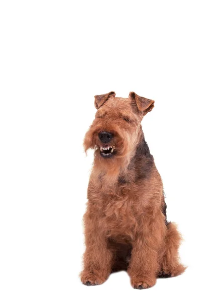 Welsh Terrier pada latar belakang putih — Stok Foto