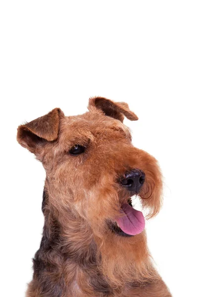 Welsh Terrier on a white background — Stock Photo, Image