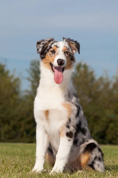 Purebred Dog Australian Shepherd — Stock Photo, Image