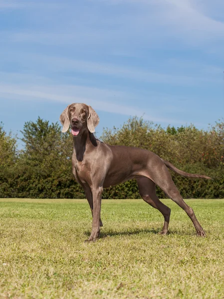 Weimaraner cane di razza pura — Foto Stock