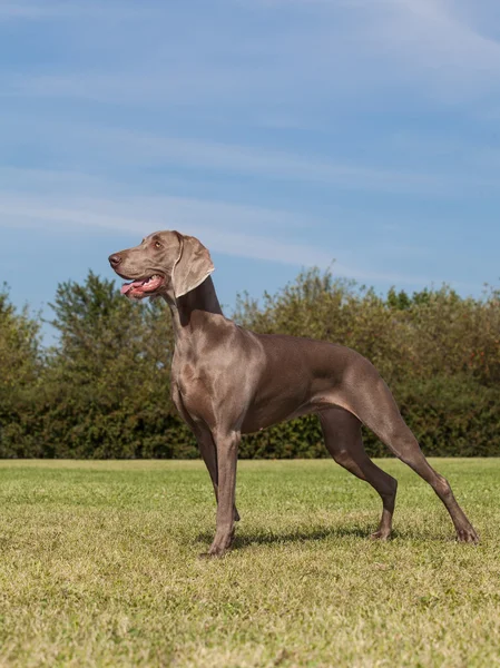 Cão de raça pura Weimaraner — Fotografia de Stock