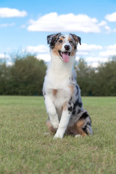 純血種の犬オーストラリアン ・ シェパード ストック画像