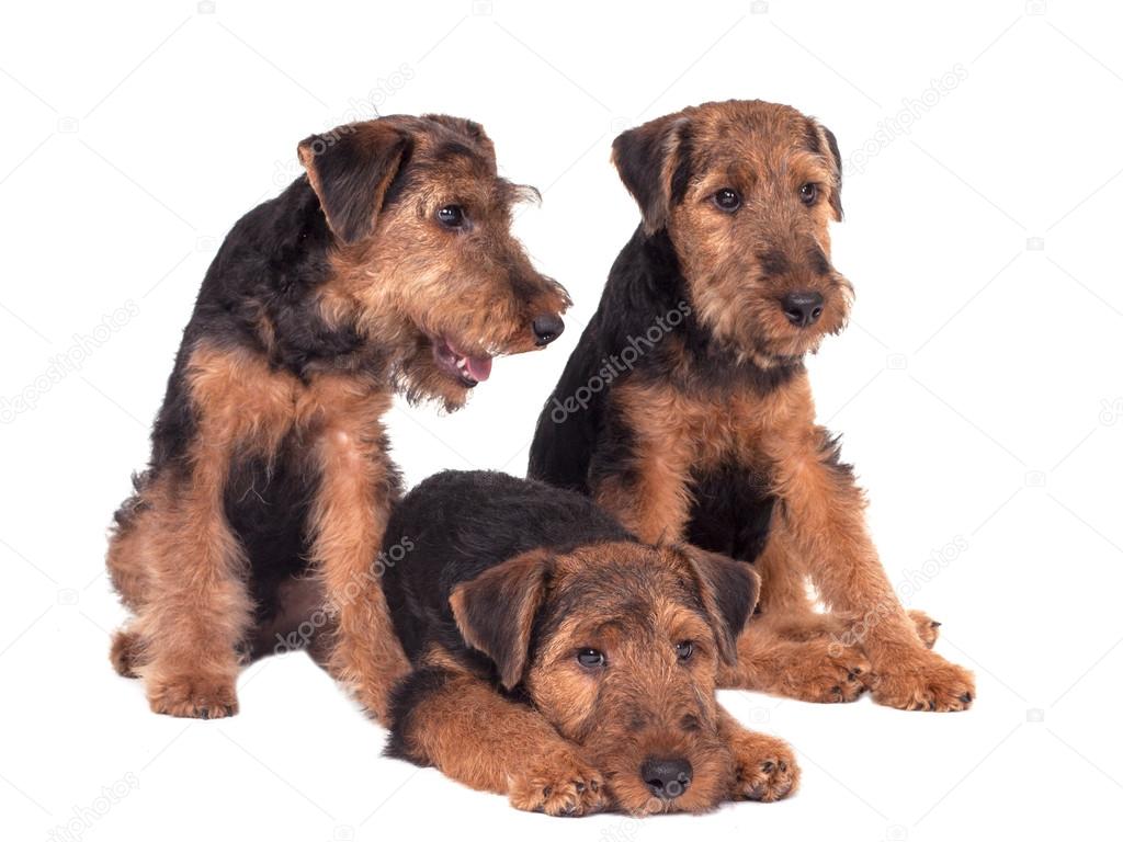 Three dogs Welsh Terrier on a white background