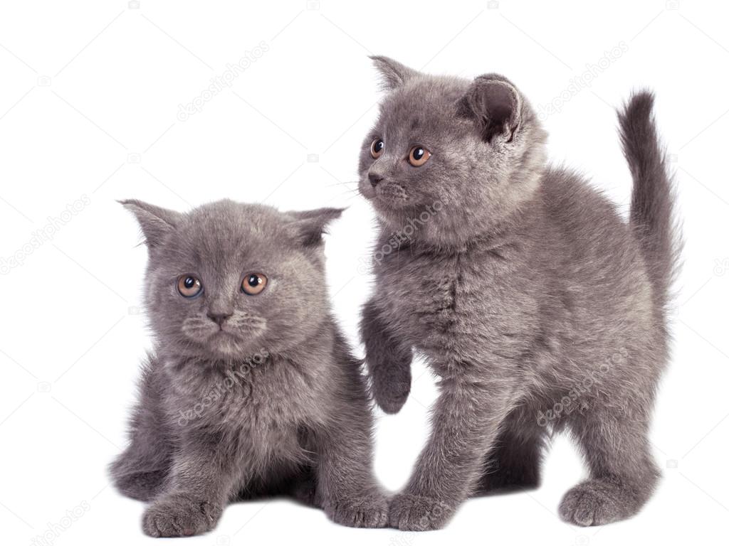 British Shorthair kittens, white background