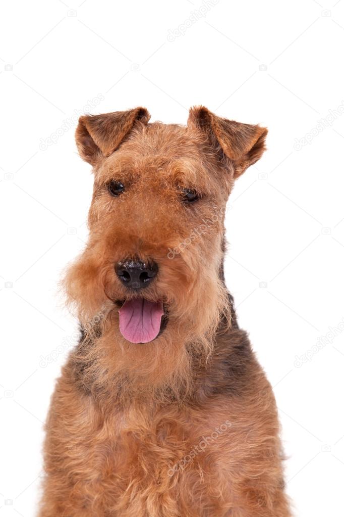 Welsh Terrier on a white background