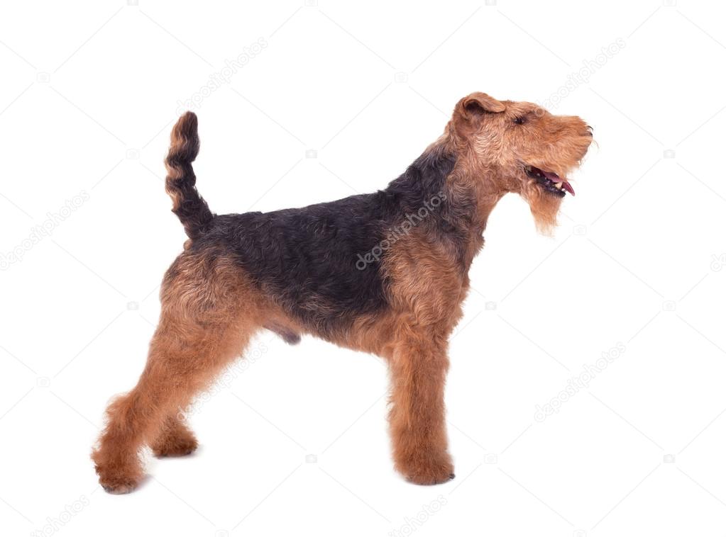 Welsh Terrier on a white background