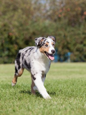 Safkan köpek Avustralyalı çoban