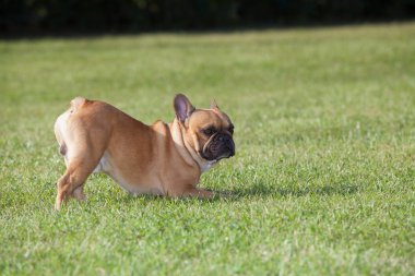 Safkan köpek Fransız buldozer