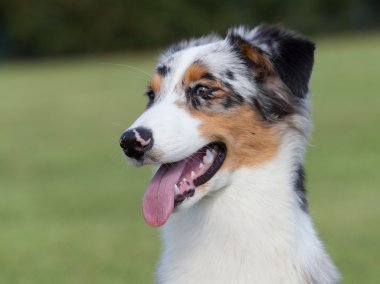 Safkan köpek Avustralyalı çoban